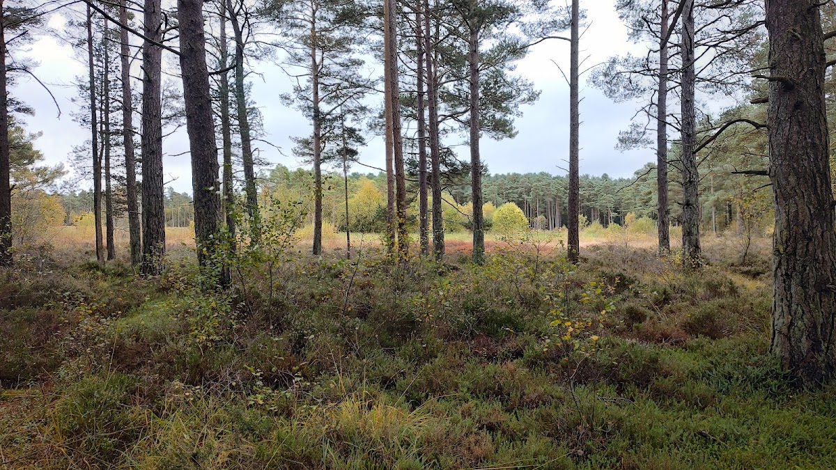 cliburn moss nature reserve