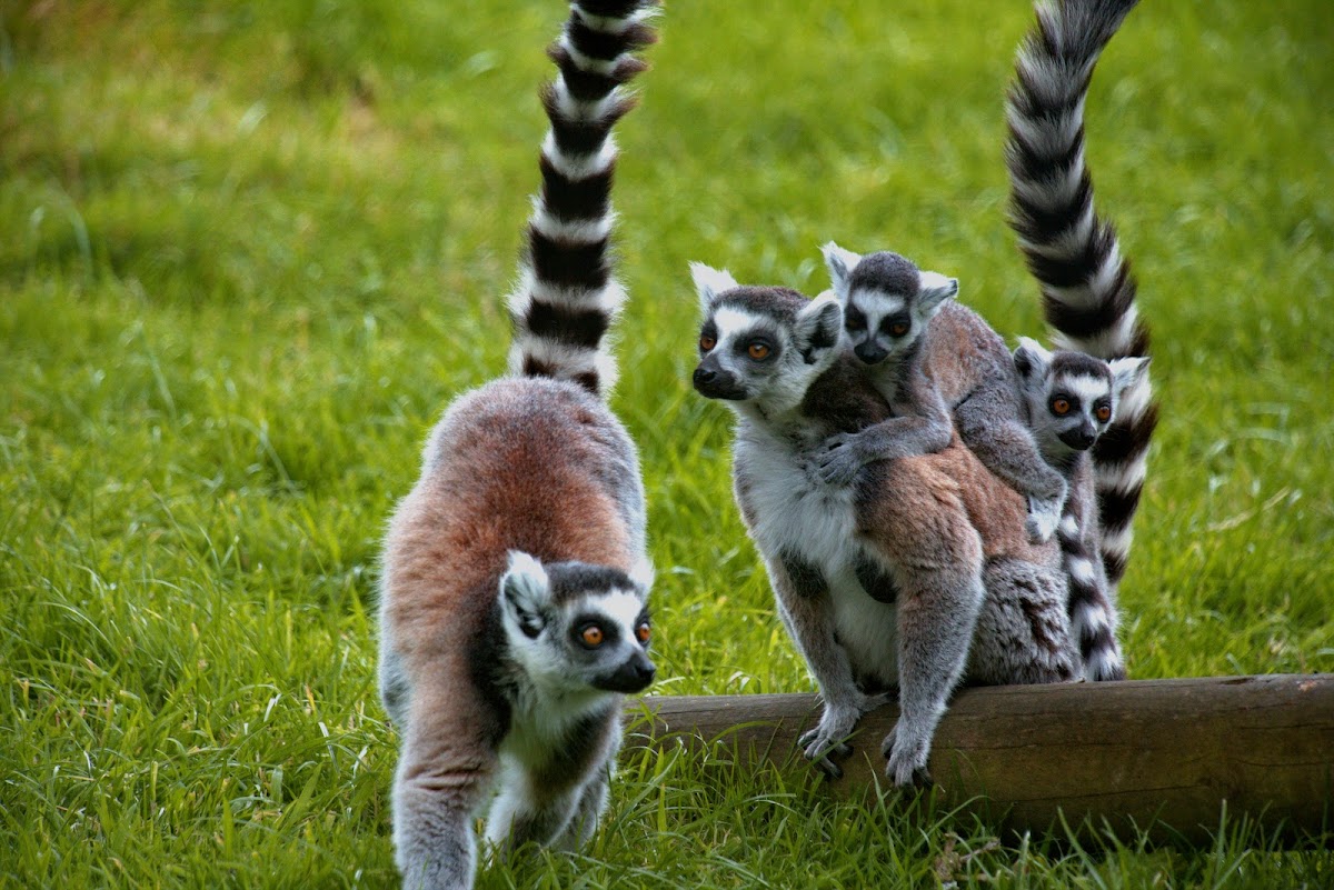 lake district wildlife park