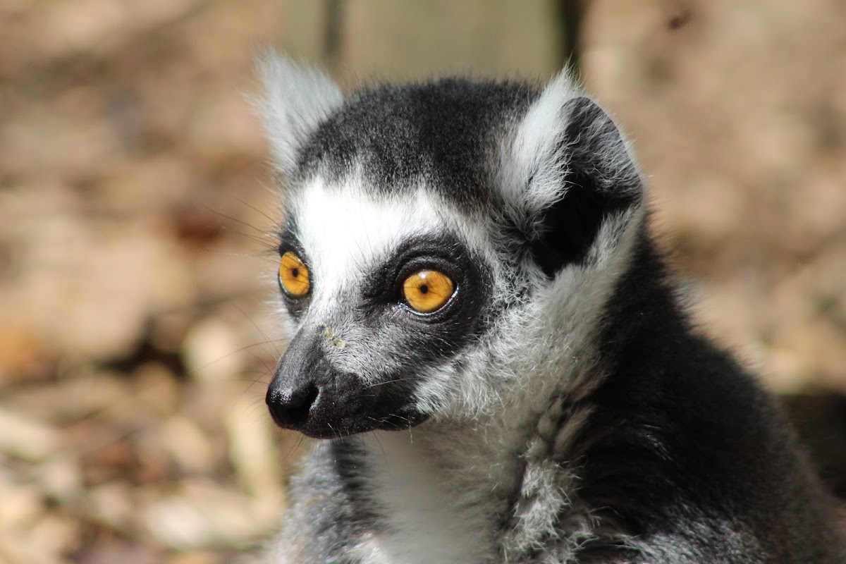 lakeland wildlife oasis