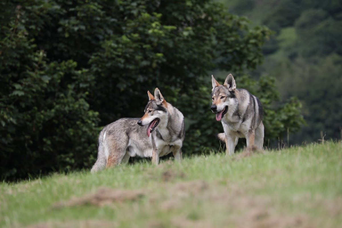 predator experience park wolf experiences