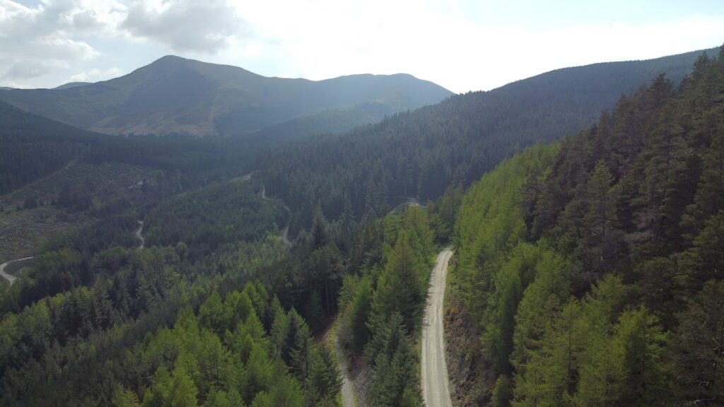 Whinlatter Forest: Explore England’s Premier Mountain Forest